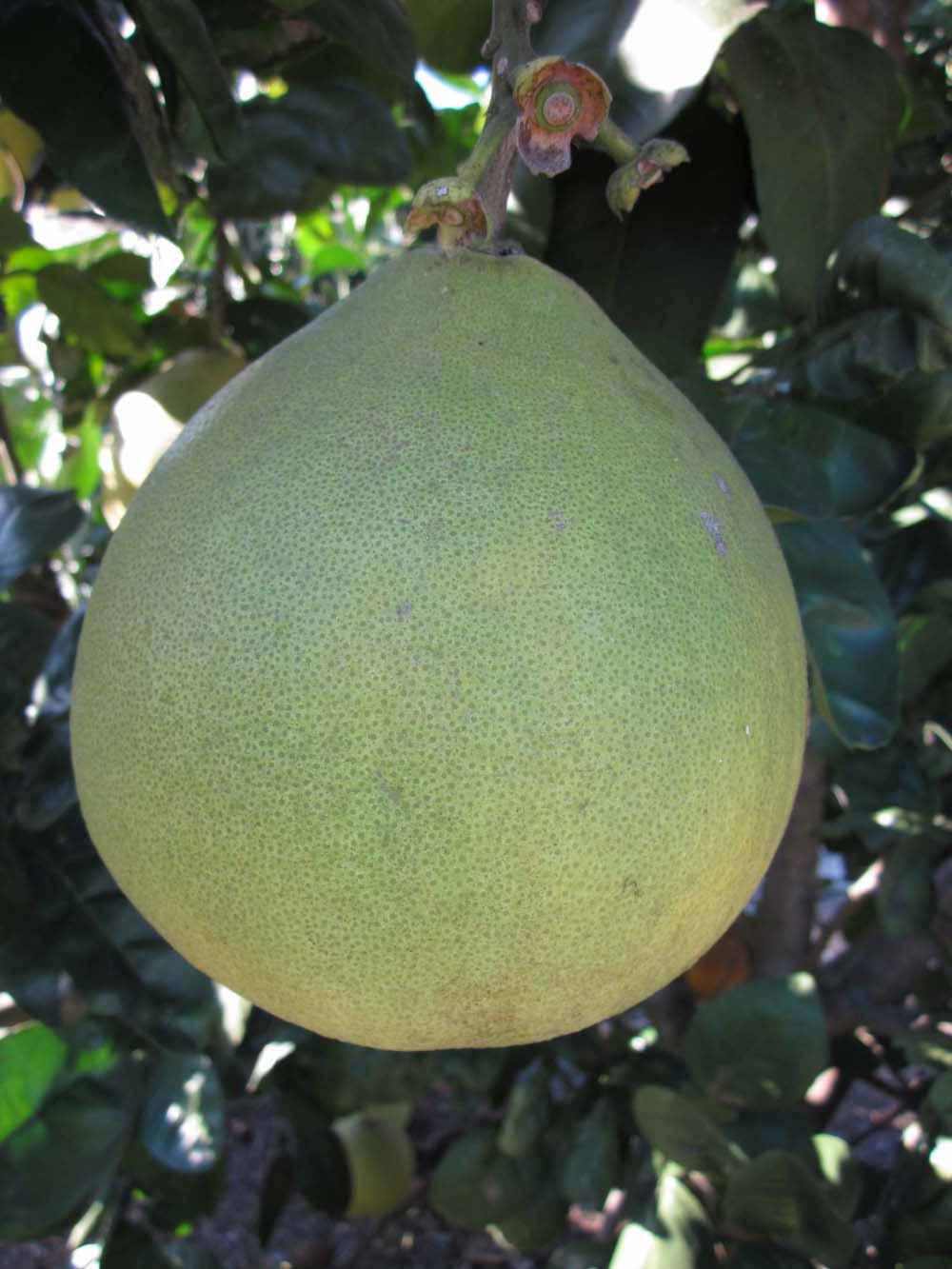            Fruit (Winter Haven, FL)   